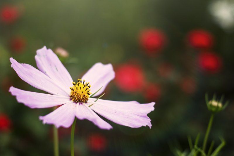 цветы, природа *** фото превью