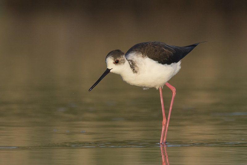 ходулочник, кокилобегач Доброе утро солнце! фото превью