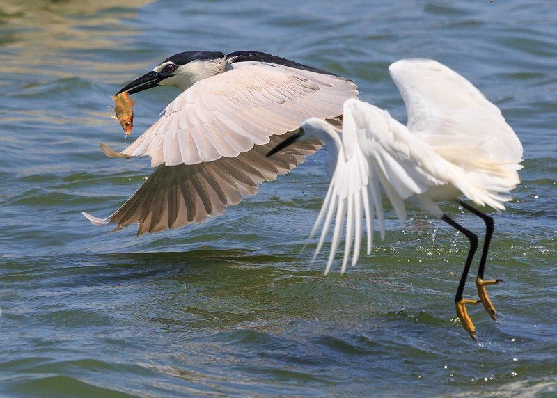 В погоне за золотой рыбкой!photo preview