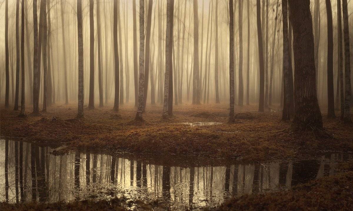 Одним чудесным утром.... Автор: Таня SHE (Aiya) landscape, апрель, весна, питер, пушкин, рассвет, туман, царское, царское село, пейзаж, landscape, tsarskoyeselo, Таня SHE (Aiya)