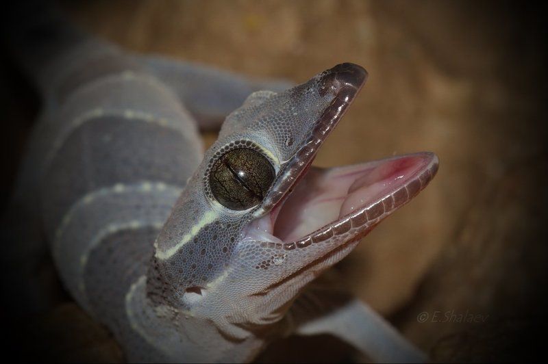 Cyrtodactylus pulchellus, Geckos, Lizards, Reptilia, Геккон, Рептилия, Циртодактилюс малайский, Ящерица Циртодактилюс малайский - Cyrtodactylus pulchellusphoto preview