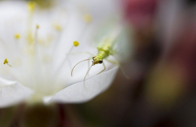 Зацвели абрикосы...photo preview