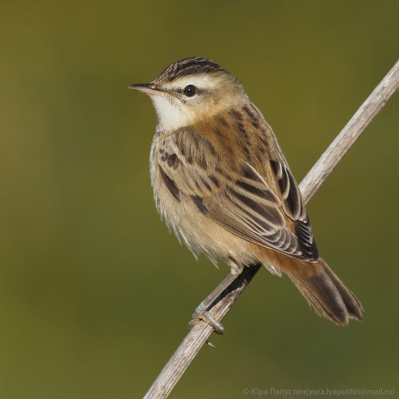 Камышевка барсучок Камышевка-барсучок.photo preview