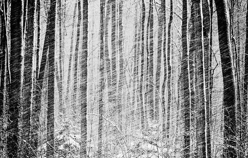 Весна, Лес, Снег Весна!)))photo preview