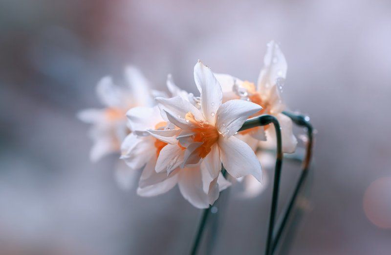 мелодия весныphoto preview