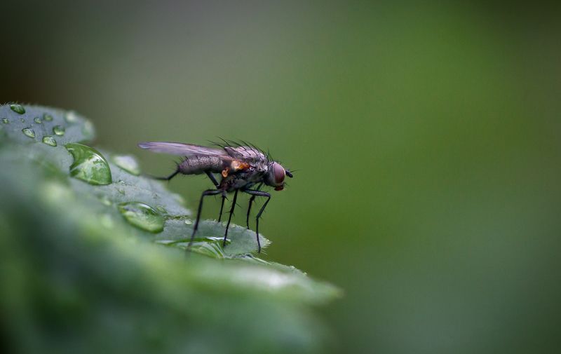 Постигая азы макро...photo preview