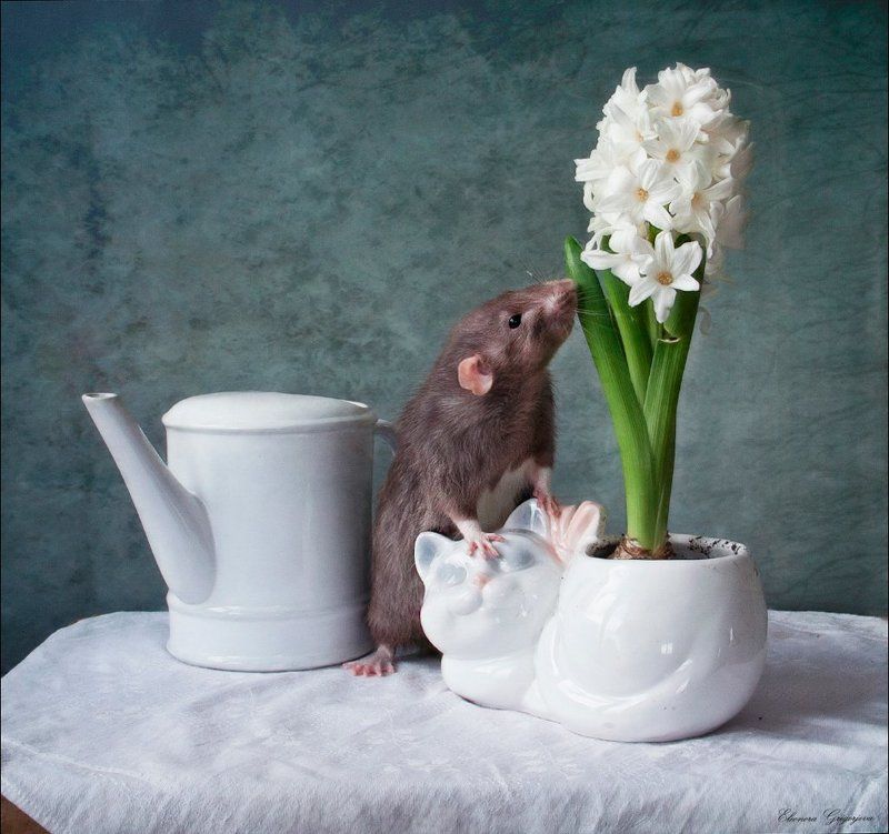 Гиацинты, Крыса дамбо, Крысиные истории, Крысолов Крысиные истории. Приключения продолжаютсяphoto preview