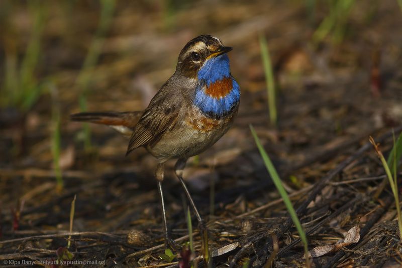 Bluethroat.photo preview
