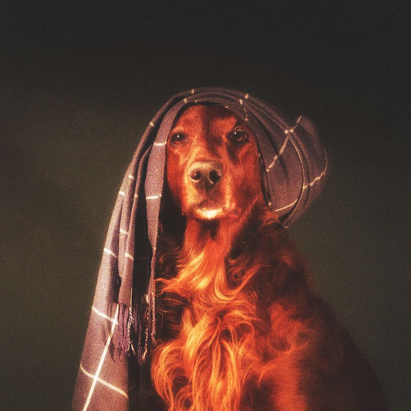 животное, собака, сеттер, ирландский, красный, арт, портрет,  Портрет животногоphoto preview