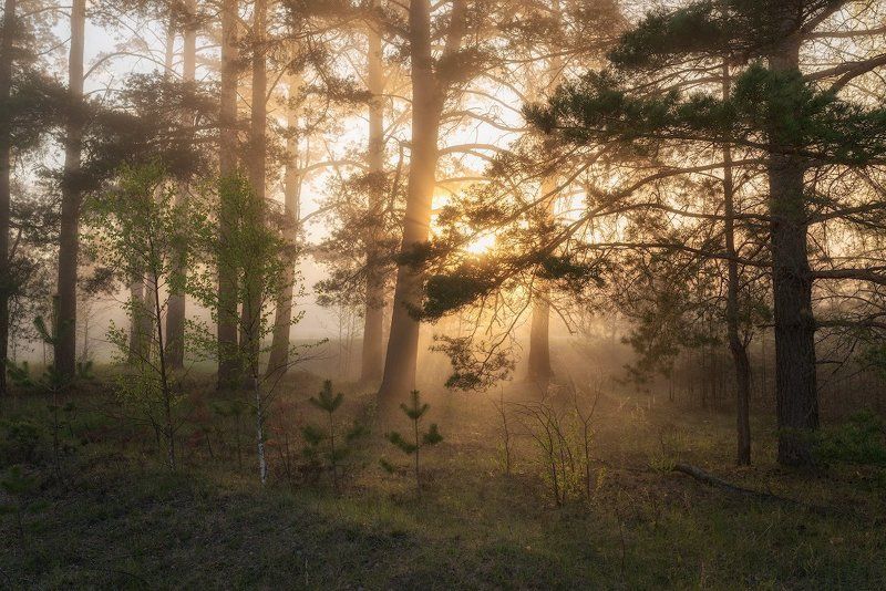 Очарование утреннего лесаphoto preview