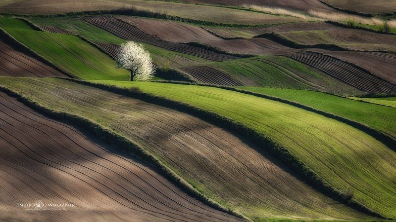 rpowroznik, canon, landscape, tree, spring, lonely, landscape lonely...photo preview