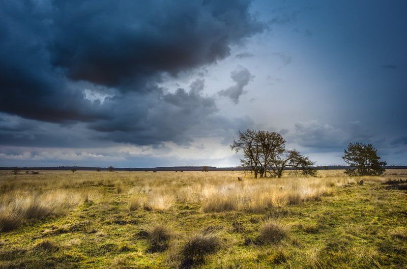 Cloud, Dry, Grass, Green, Landscape, Landscape nature light tree gras, Landscape, nature, light, tree,, Light, Nature, Netherlands, Plain, Tree, Weather mood..photo preview