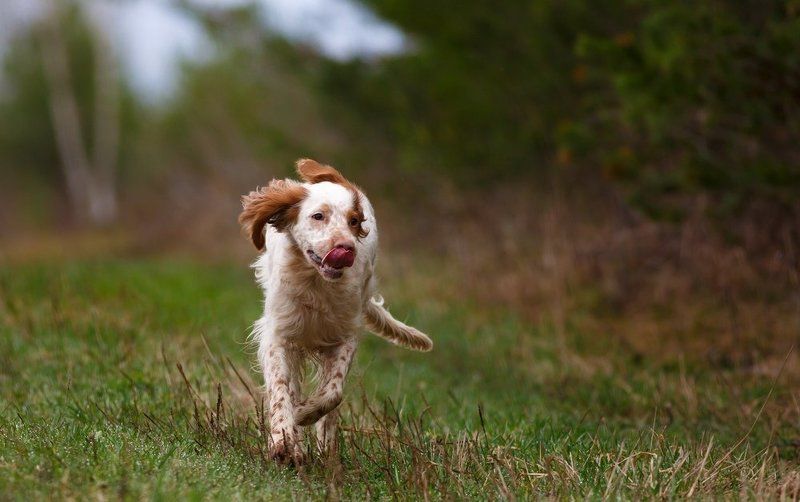 Английский сеттер, Охотничьи собаки Весенний позитивчик.photo preview