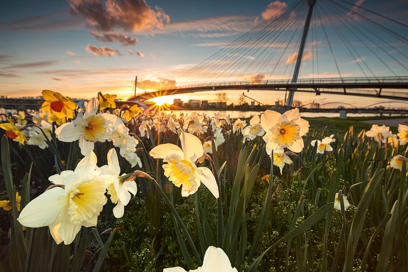 sun,flower,sunset Near the Sunphoto preview