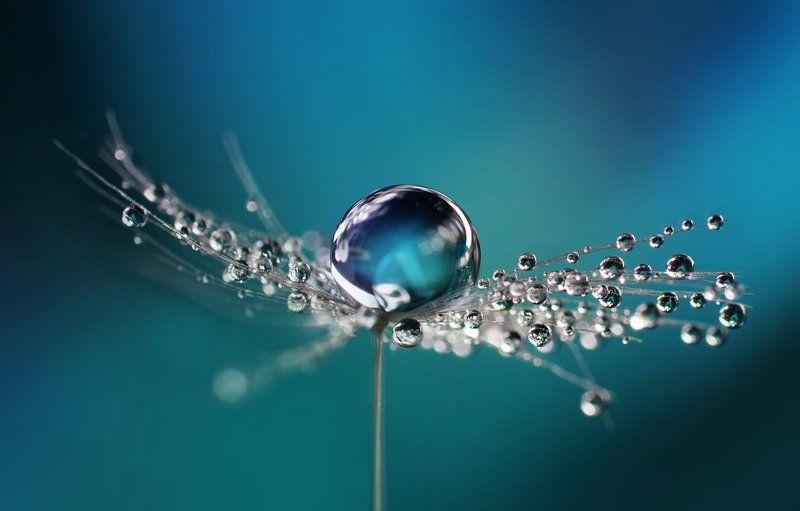 Каплиphoto preview