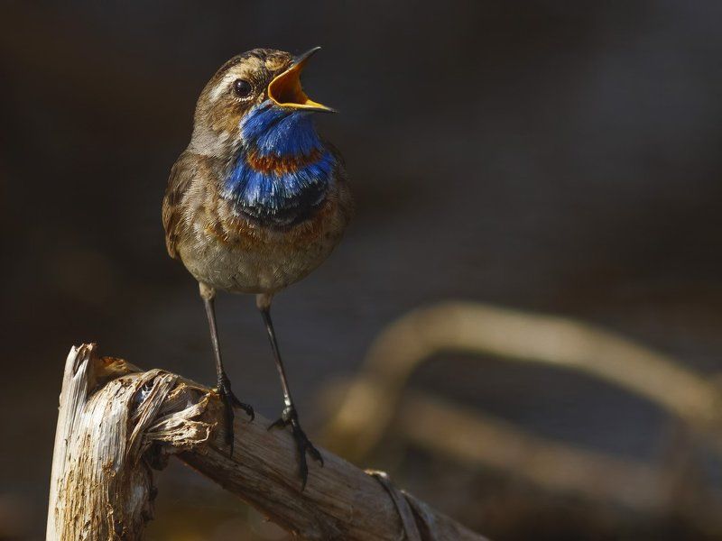 варакушка, Bluethroat.photo preview
