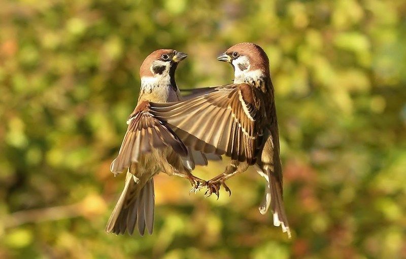 друзьяphoto preview