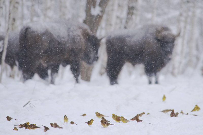 Заповедник, Зима, Зубр, Птицы Маленькие и большиеphoto preview