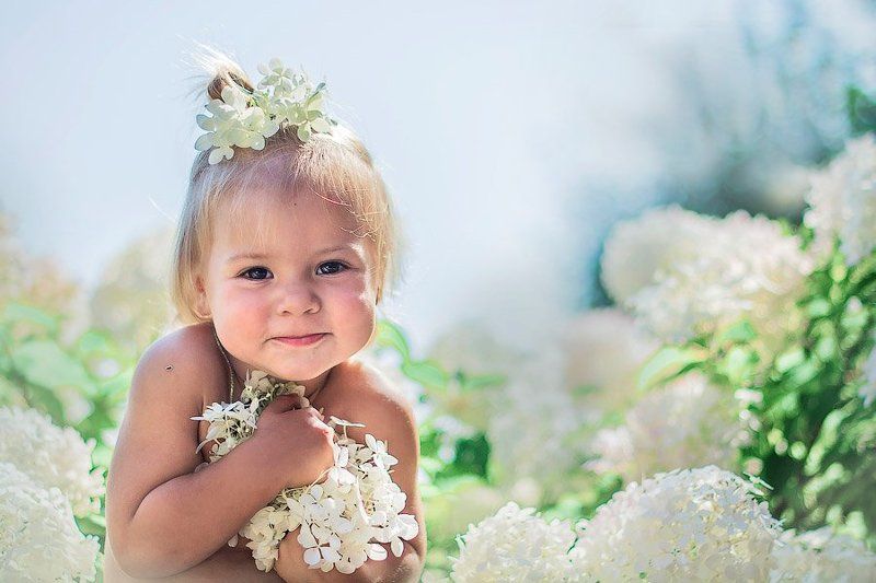 Гортензияphoto preview