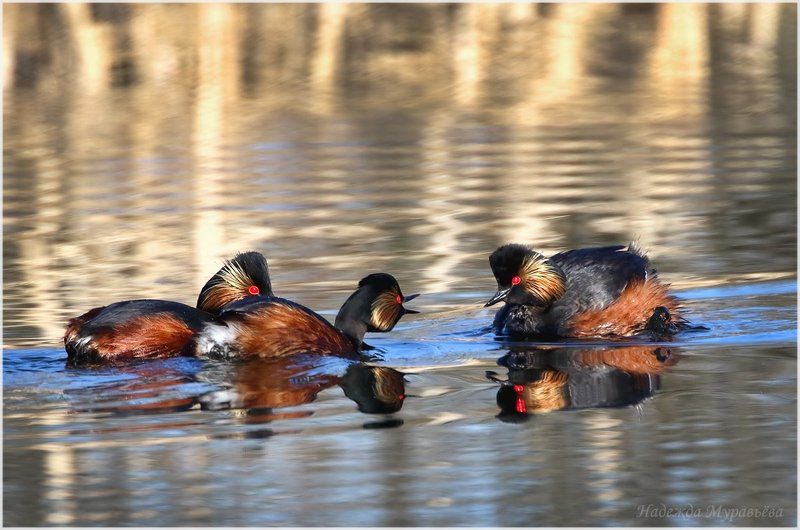 Nigricollis, Podiceps, Поганка, Черношейная Третий-лишний!photo preview