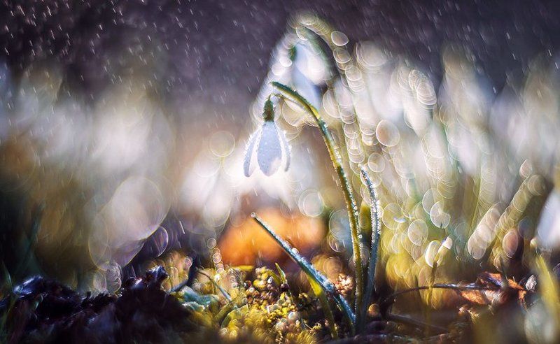 підсніжник, квітка, боке, весна photo preview