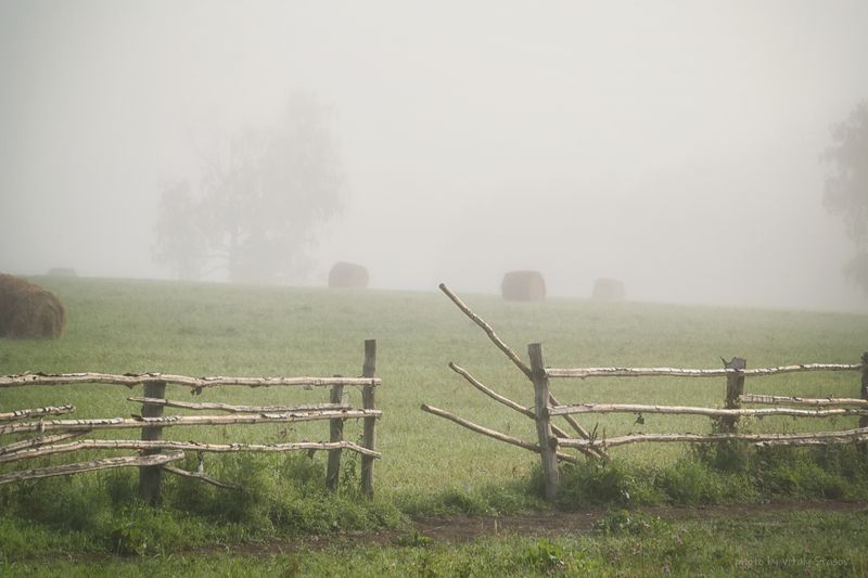туман, пейзаж, погода, поле, деревья, тульская область Где то, где нет суеты..photo preview