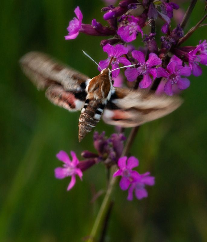 Бражникphoto preview