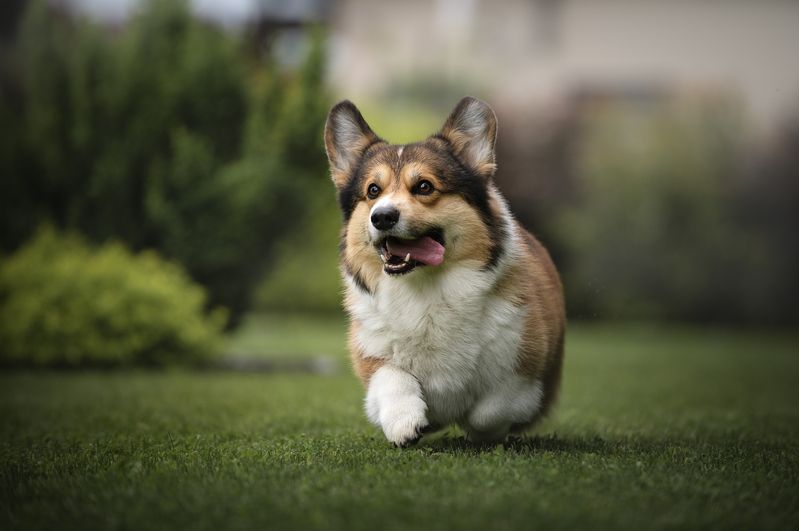 собаки photo preview