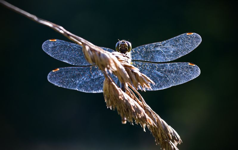 насекомые, стрекоза, лето Сияющая... фото превью