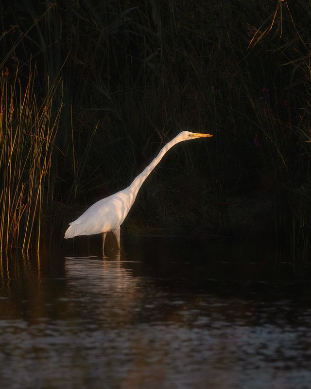 цапля, птички, фотоохота ***photo preview