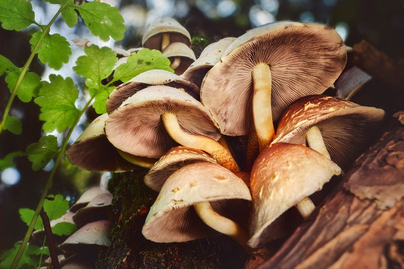 грибы Грибыphoto preview