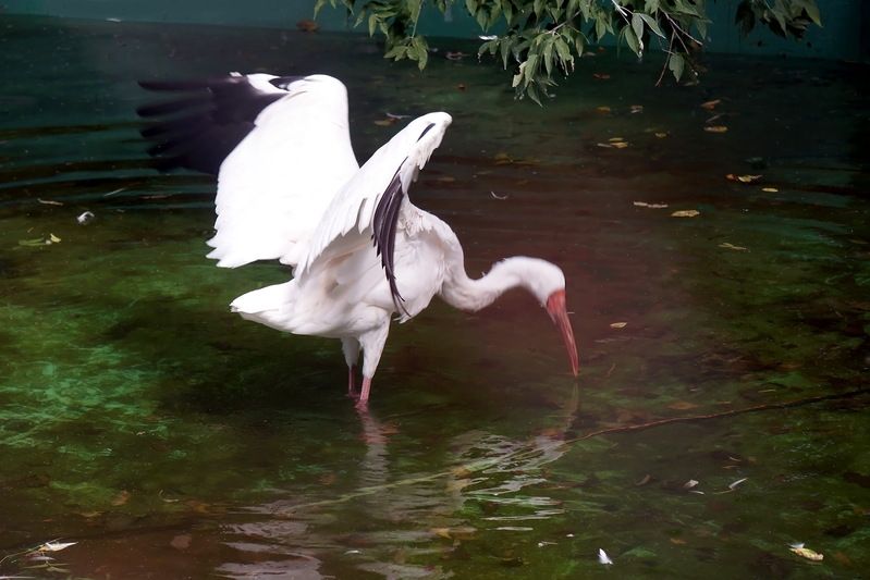журавль, птицы, птица, настоящие птицы, журавлиные, стерх, перелетные птицы, животные, животные красной книги, Стерх....Краснокнижный журавль.photo preview