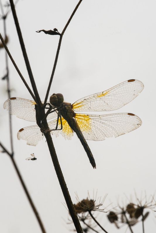 Стрекоза жёлтая (Sympetrum flaveolum) photo preview