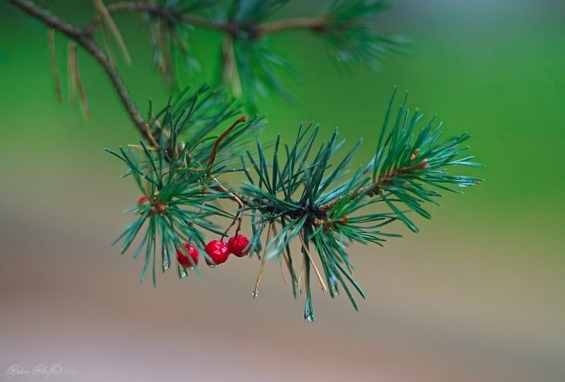 Гостья...photo preview