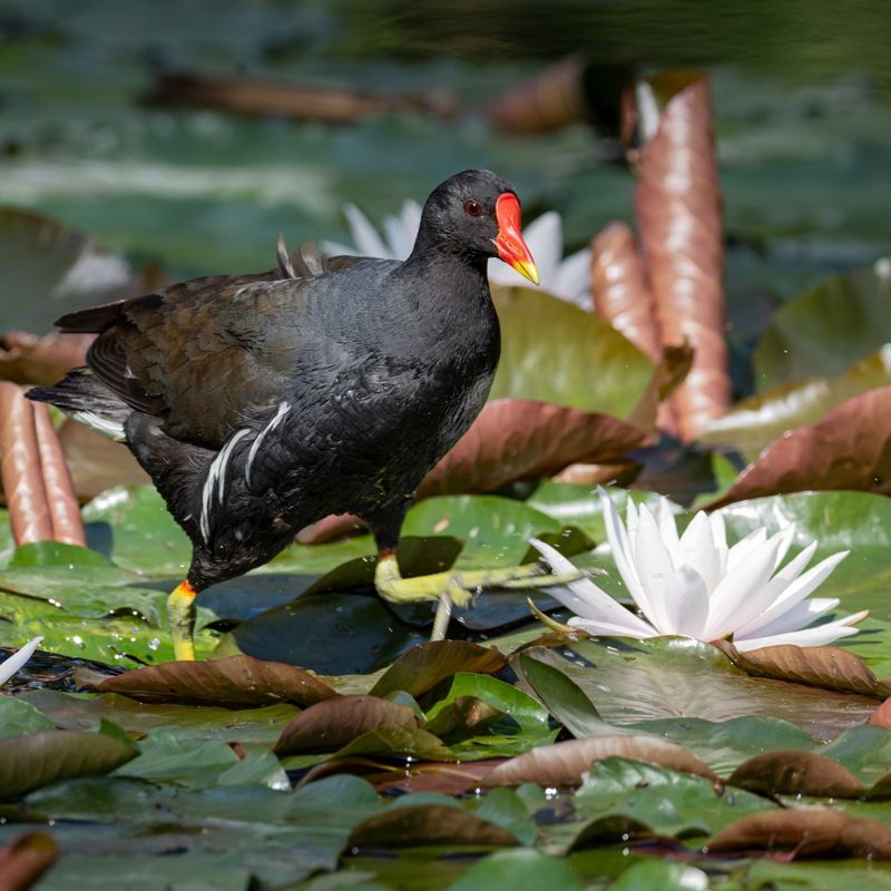 камышница, птицы photo preview