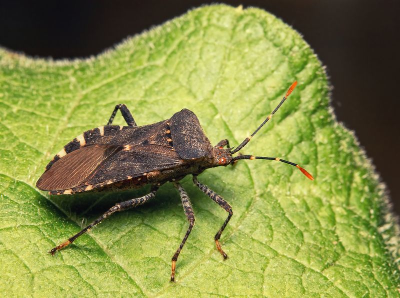 макрофото, макрофотографии, фотомакро, насекомые, макромир, макрофотограф, макроаддикт, макро_мир, naturelovers, naturelover, naturephotography, macrolove, macro_love, biodiversity, macrophotography, macro, macronature, entomology, arthropods, arthropod,  Anasa armigera (Squash Bugs) фото превью