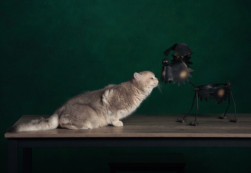 натюрморт, котики Acquaintancephoto preview