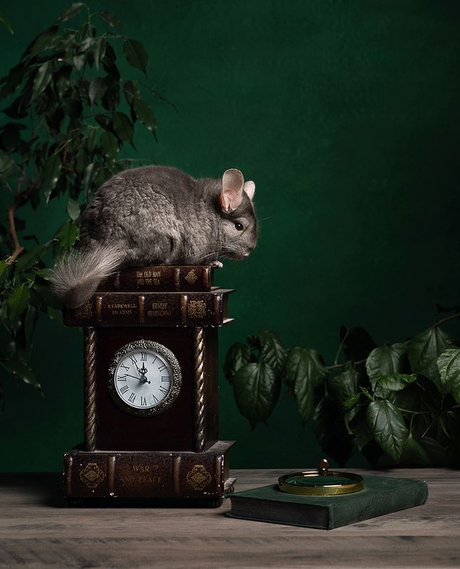 натюрморт, шиншилла Chinchillaphoto preview