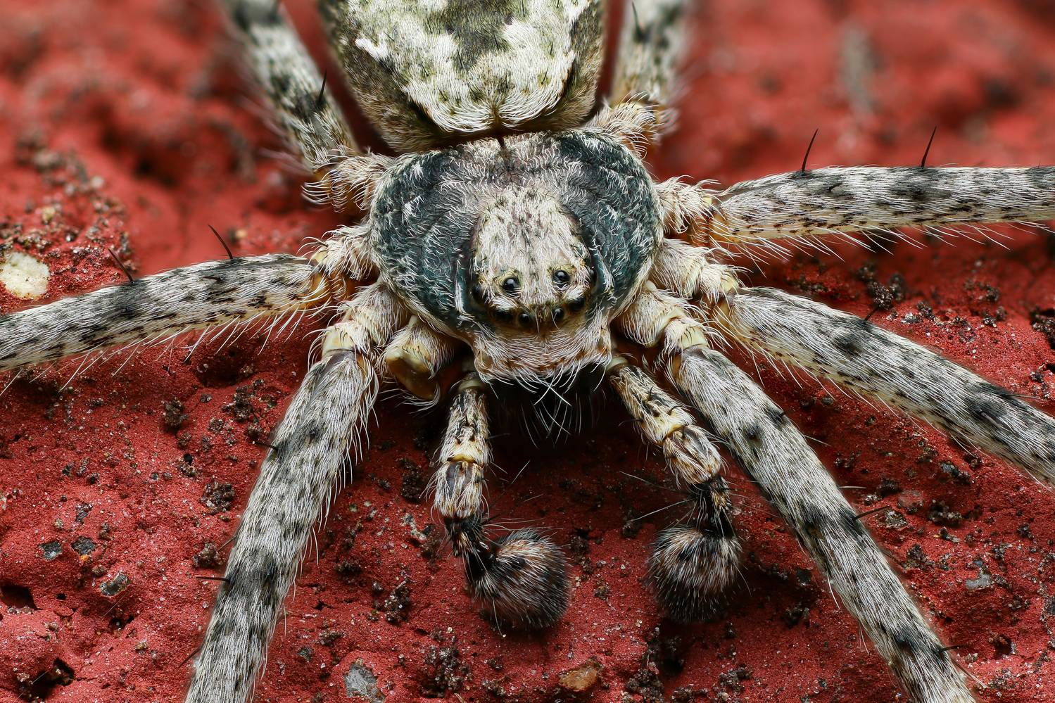 макро, природа, животное, растение, цвет, фото, оранжевый, паук, Шаповалов Андрей