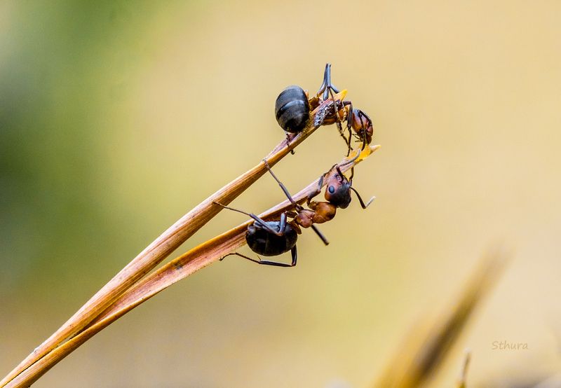 насекомые муравьи Муравьи.photo preview