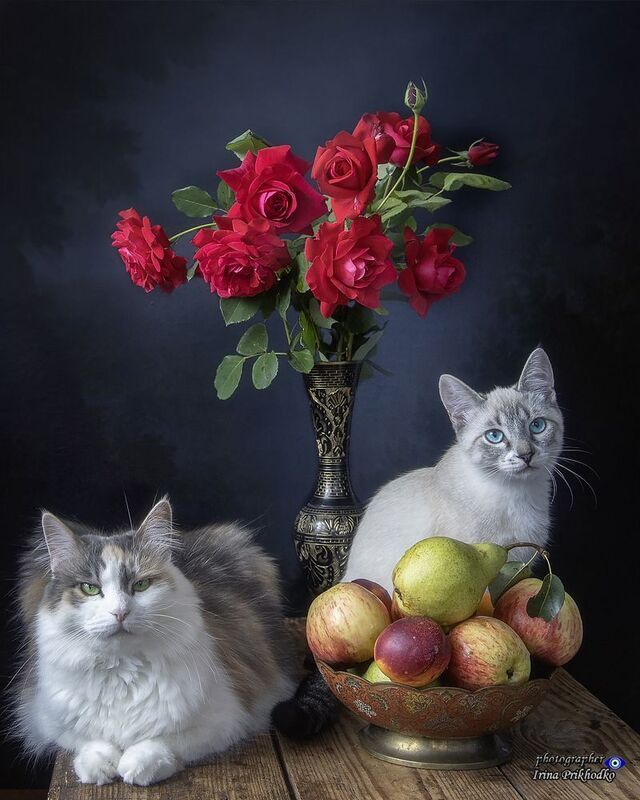 кошки, домашние животные, портрет, котята, питомцы, натюрморт, розы, фрукты Семейный кошачий портрет в натюрмортеphoto preview
