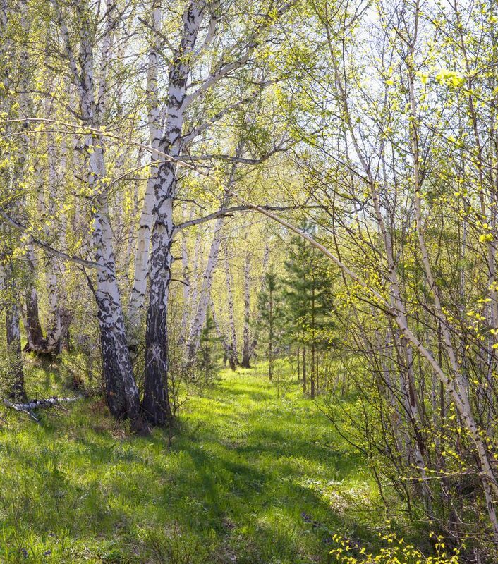 В весеннем лесуphoto preview