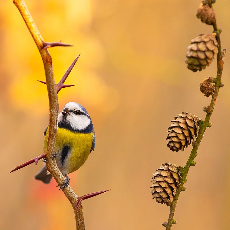 Titmousephoto preview