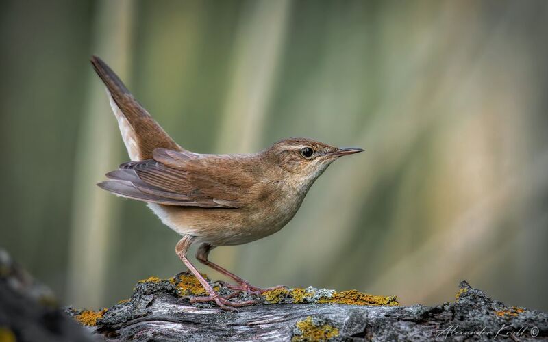 соловьиный сверчок, locustella luscinioides, сверчок Я здесь живу!photo preview