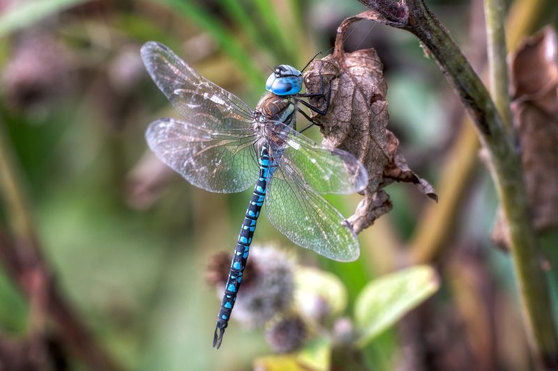Дозорщик-император фото превью