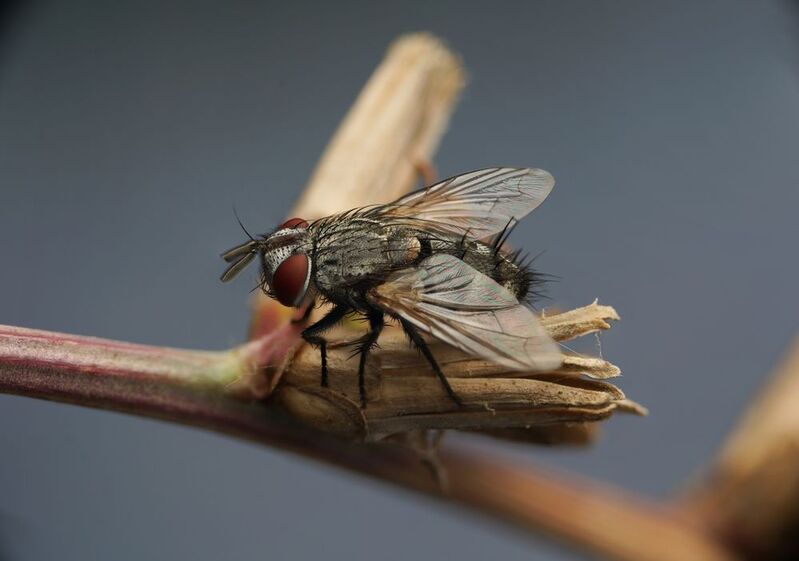 Calliphora vicinaphoto preview