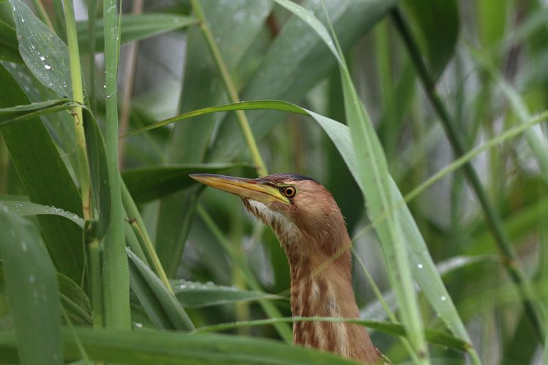 малая выпь, выпь, волчок, цапля, little bittern, ixobrychus minutus, botaurus minutus, bittern Портрет малой выпиphoto preview