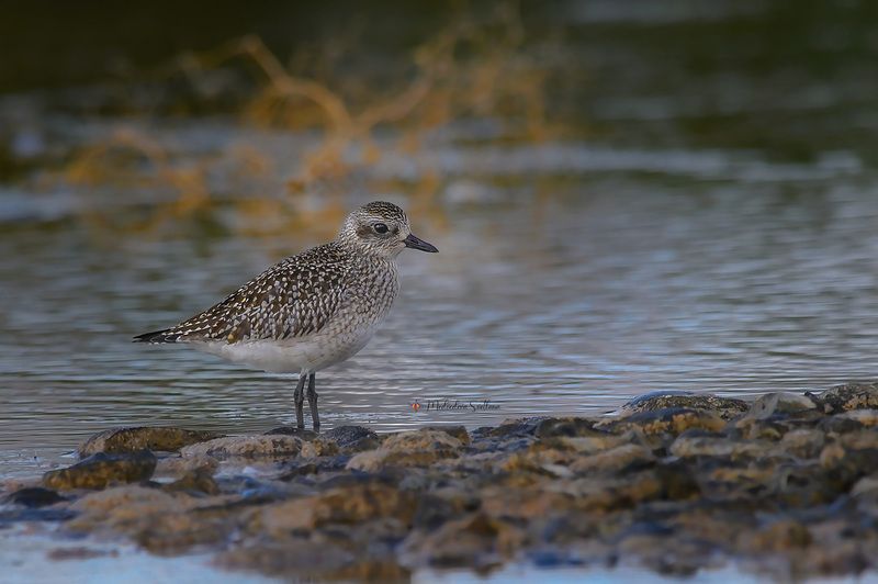 фотоохота, птица, кулики, осень, птицы, тулес По дороге на зимовку.photo preview