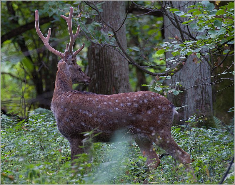 москва, сентябрь, парк, пятнистый олень *  *photo preview