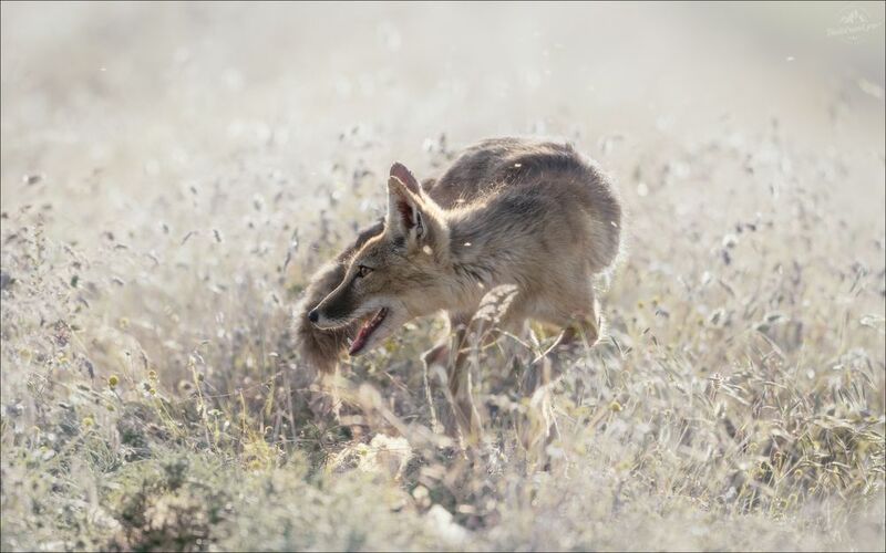 корсак, лиса, степная лиса, взрослый корсак, маныч,заповедник черные земли, корсачок, фото корсака, молодой корсак, степная лисица, vulpes corsac, калмыкия, черные земли,  корсачонок, калмыцкий корсак, корсаки, vulpes corsac kalmykorum, фотографии корсака ЖАРАphoto preview